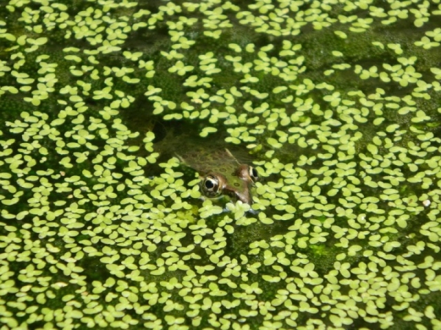 Amigos acuaticos